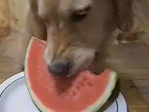 小小怪吃瓜,揭秘瓜界奇闻轶事