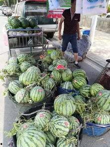 清苑大庄吃瓜事件,一场引发热议的社区冲突揭秘