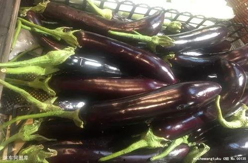 吃瓜茄子小说,揭秘神秘世界的奇幻之旅