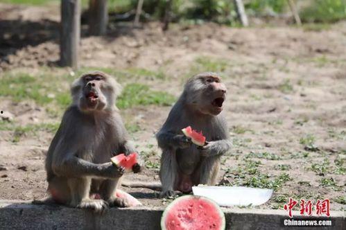 吃瓜像大狒狒,揭秘大狒狒般的吃瓜狂热现象
