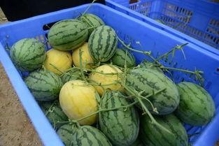 吃瓜叫什么群,揭秘“吃瓜群众”背后的社交现象