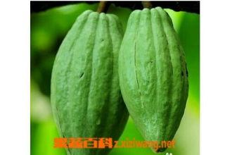 乳瓜如何吃,探索美味与营养的完美融合