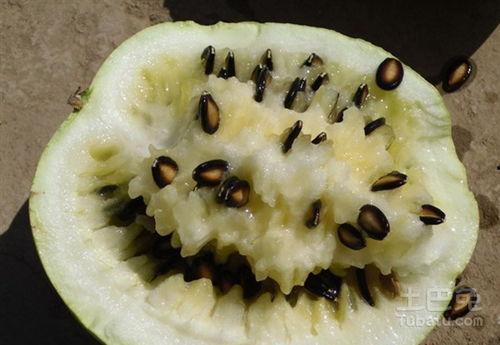 长期吃籽瓜治病,千年古方，现代养生新宠