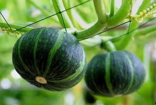 漯河销售经理吃瓜,揭秘职场风云背后的故事