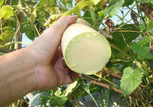 砍瓜怎么吃炒着吃,砍瓜炒制新吃法，清爽口感尽享夏日