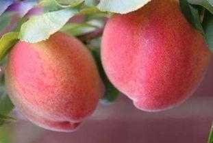 桃子的吃瓜日常,揭秘娱乐圈幕后故事