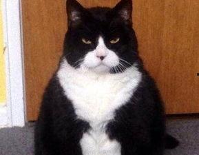 小明吃瓜段子,笑料百出