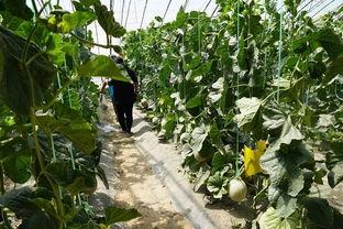 鹤壁公园吃瓜视频,一场引发网友热议的街头奇观