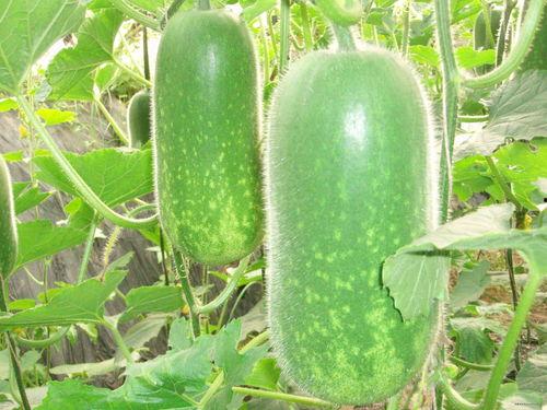 减肥可以吃浮水瓜,天然低脂美食，轻松享瘦新选择