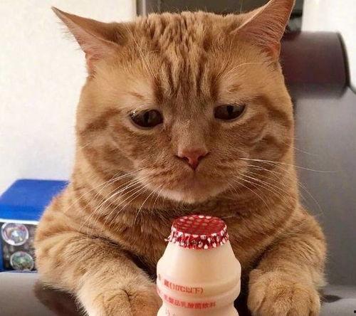 吃瓜少女萌猫精