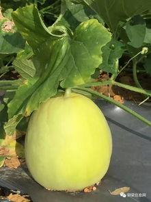 吃瓜声音放大,揭秘吃瓜声音放大背后的神奇科技