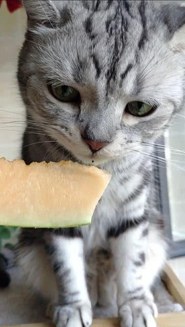 猫咪喜欢吃瓜吗,揭秘它们对瓜果的喜爱之谜