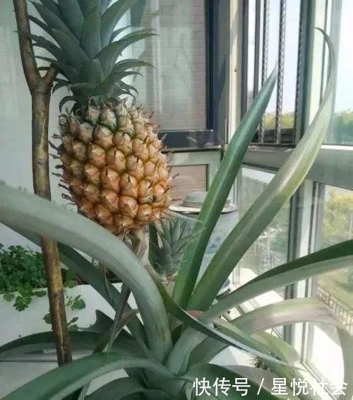 吃瓜的小菠萝,揭秘娱乐圈那些事儿